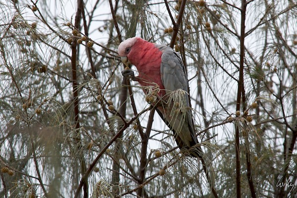 AustraliaEast 10  059